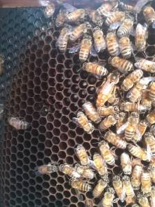 10440261_10152685990829024_1924966346769351062_n