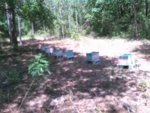 11148429_10153011101979024_481462023861122049_n