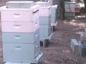 1557684_10152260406054024_5308952426633720801_n